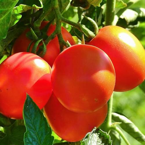 Orange-red fruit with green leaves sepals, and stems, white hair, yellow veins, midrib and blade