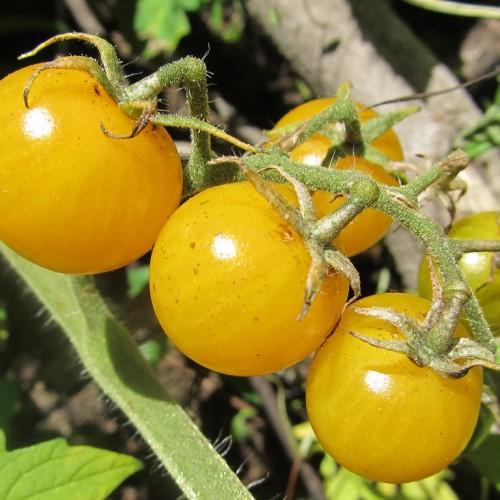 Orange fruit with green sepals and stems, white hair,
