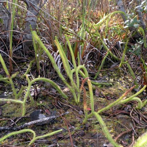 green, slender, needle-like leaves arranged in a spiral pattern