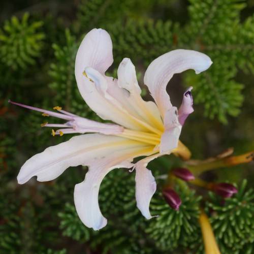 white flower with yellow center, purple-white filaments, yellow anthers, violet buds, and yellow-green stems with green leaves