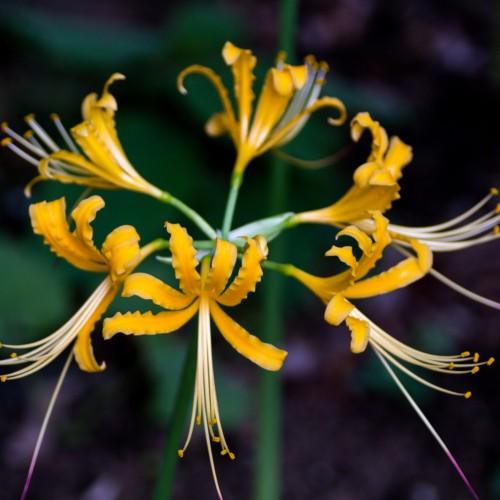 Gold flowers with anthers, white filament and magenta-white style, green pedicel and stem.