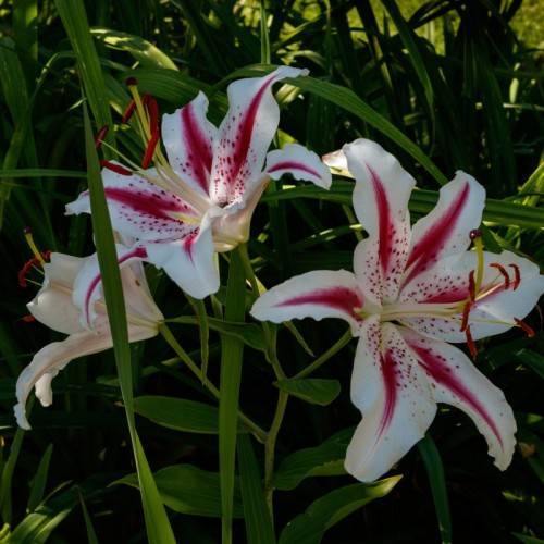 deep red-white flowers with off-white filaments, red anthers, green stems, and green leaves