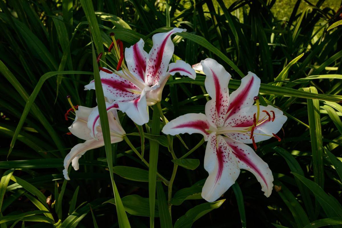  deep red-white flowers with off-white filaments, red anthers, green stems, and green leaves