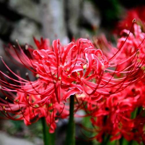 Clusters of red flowers in globe shape with long red stamens and green stems