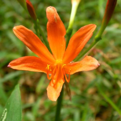 Orange flower with filament and yellow anther, dark-orange buds, green pedicel and stem.