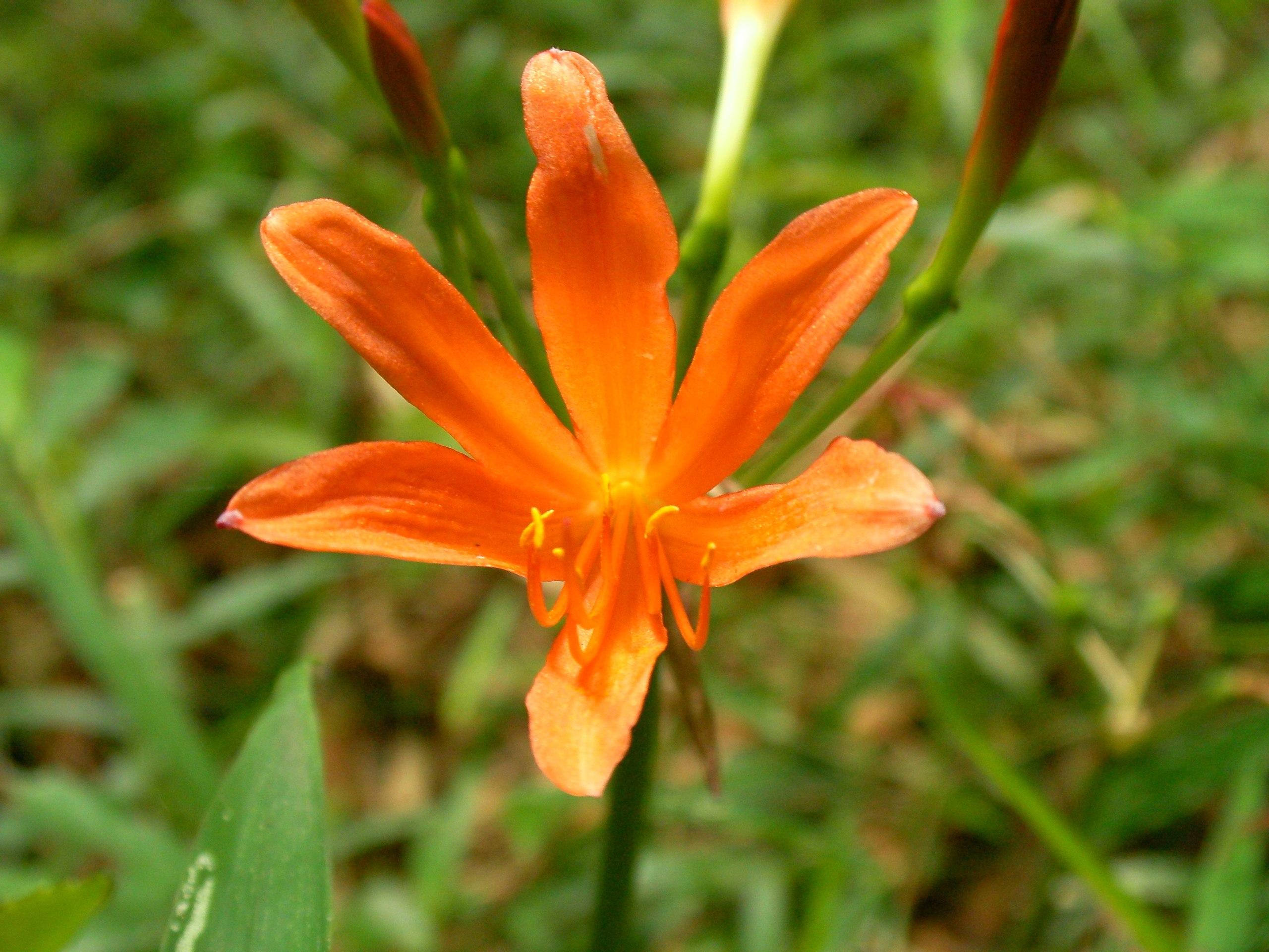 Orange flower with filament and yellow anther, dark-orange buds, green pedicel and stem.