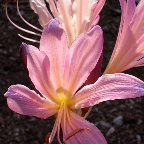 Pink flower with yellow center, pink filaments and brown anthers.