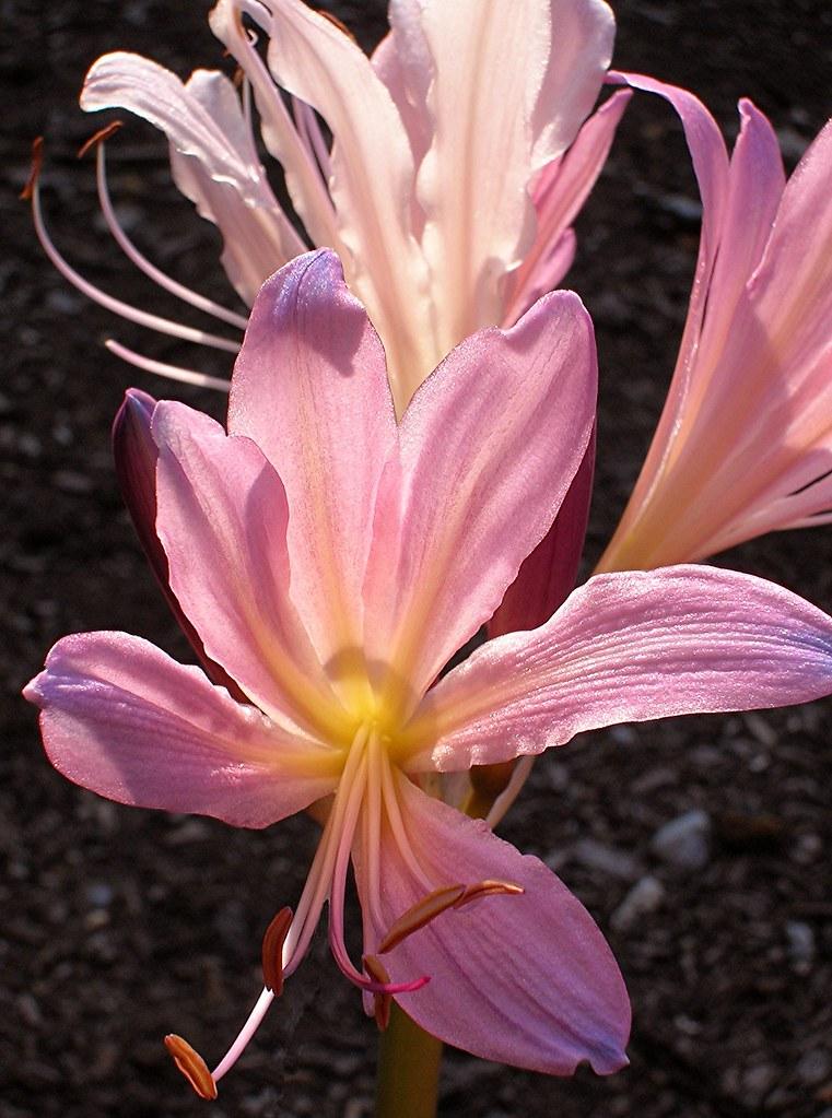 Pink flower with yellow center, pink filaments and brown anthers.
