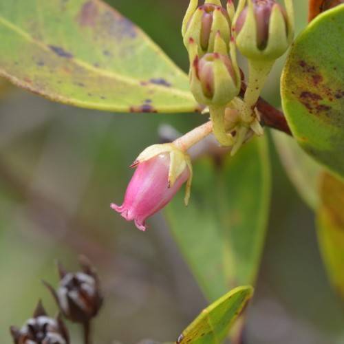 pink, tubular-shaped flowers with pale-green sepals, maroon stems, and fleshy yellow-green leaves with brown tints