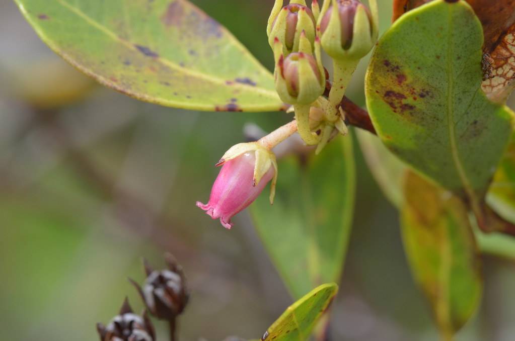 pink, tubular-shaped flowers with pale-green sepals, maroon stems, and fleshy yellow-green leaves with brown tints