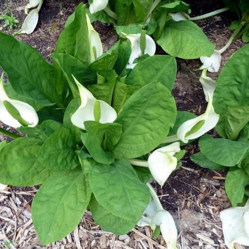 white flower with green spadix, and large, green, ovate leaves with smooth margins