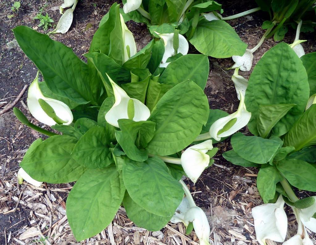 white flower with green spadix, and large, green, ovate leaves with smooth margins 
