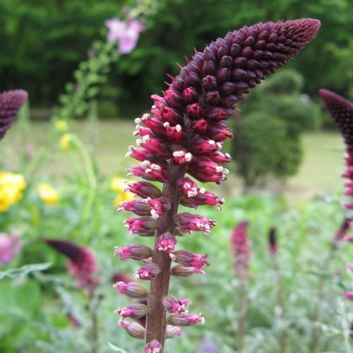 Burgundy-pink flower and burgundy buds and stem.