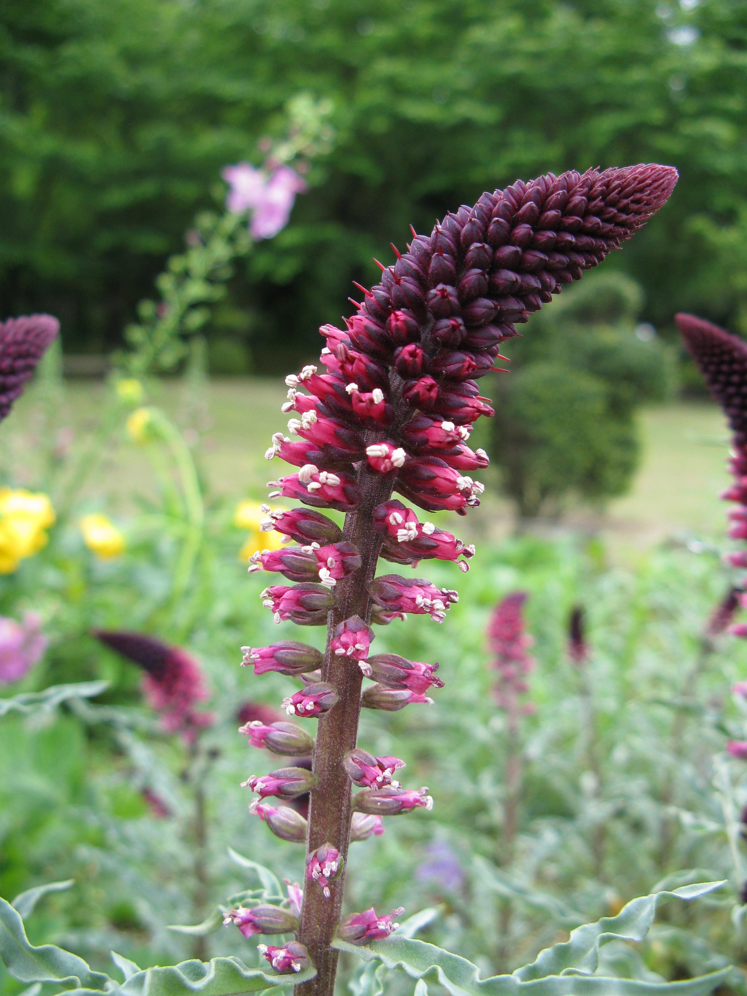 Burgundy-pink flower and burgundy buds and stem.