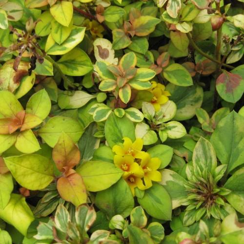 Yellow flowers with style and yellow stigma, red center and green-lime-burgundy leaves.