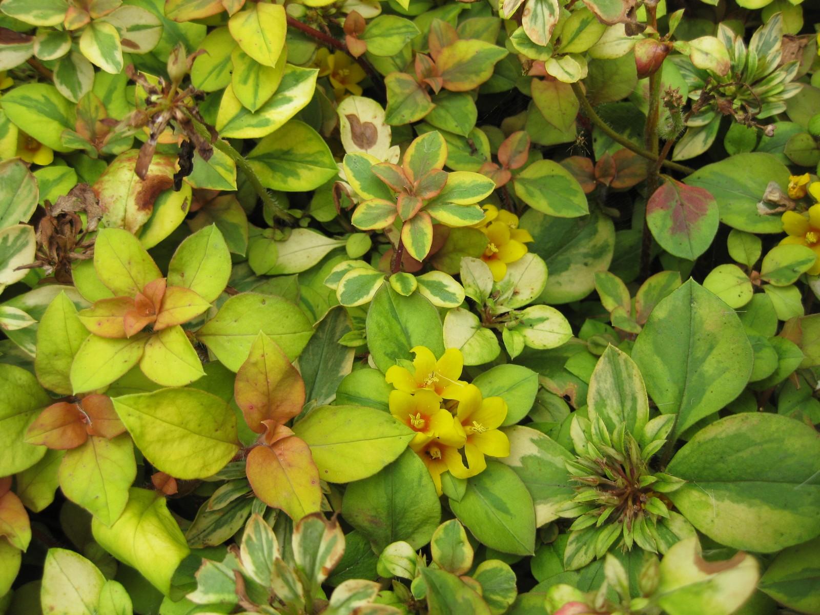 Yellow flowers with style and yellow stigma, red center and green-lime-burgundy leaves.
