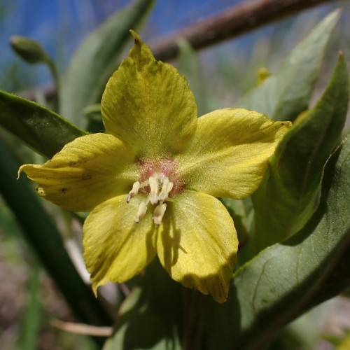 lime-yellow, star-like flower with pale-white stamens, and dark-green smooth leaves