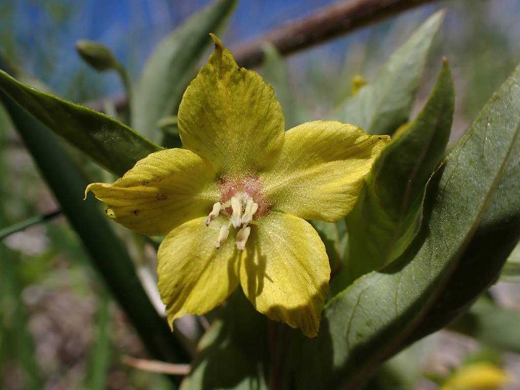 lime-yellow, star-like flower with pale-white stamens, and dark-green smooth leaves