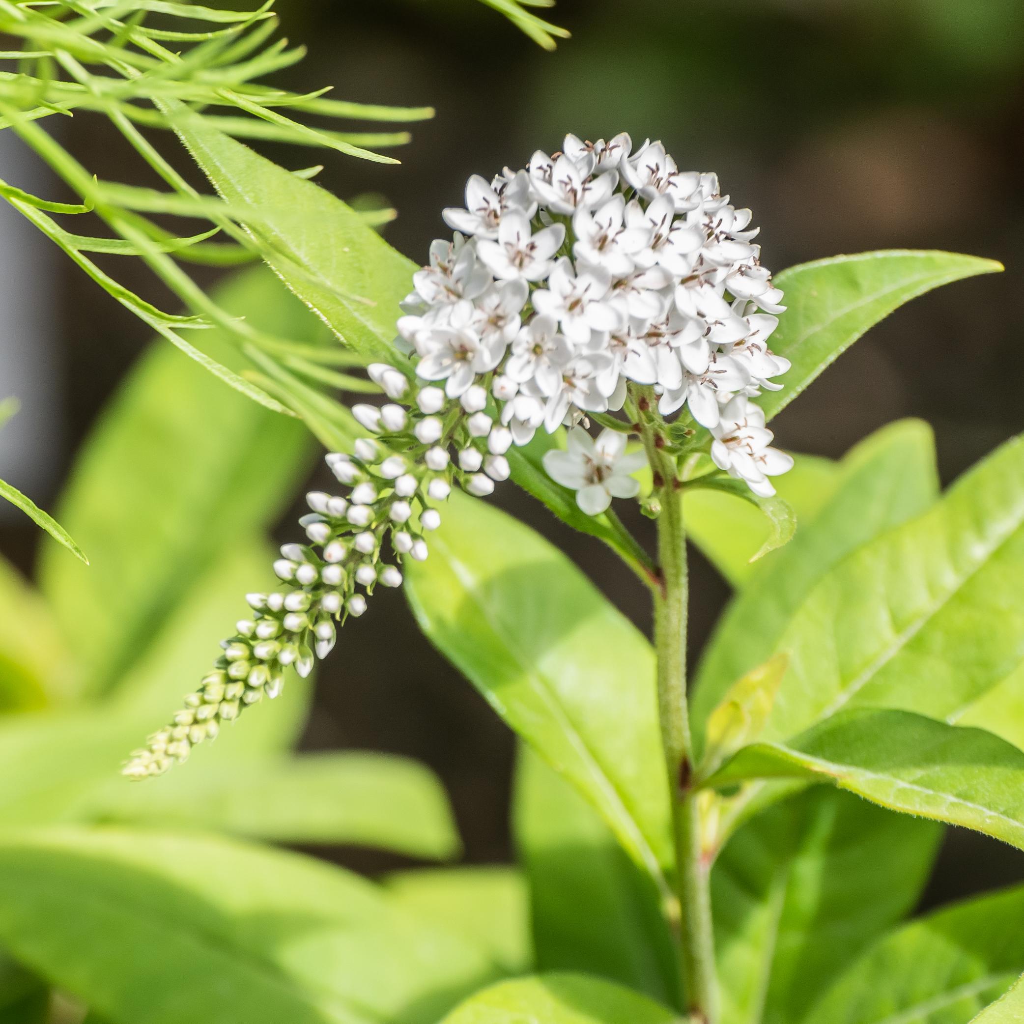 White flower with buds, brown anthers white midrib, green sepals, stems and leaves