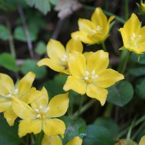 yellow, star-shaped flowers with white stamens, green stems, and dark-green ovate leaves