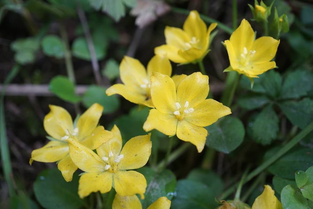 yellow, star-shaped flowers with white stamens, green stems, and dark-green ovate leaves