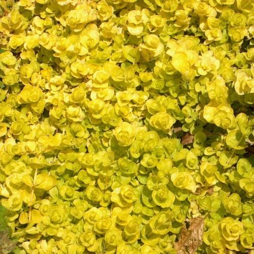 Yellow leaves with stems.