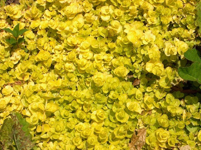 Yellow leaves with stems.