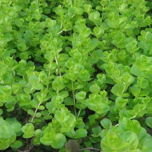 glossy, green, small, round leaves with creamy-green stems
