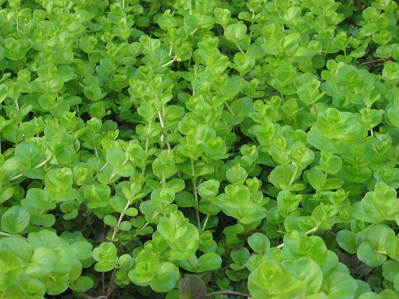 glossy, green, small, round leaves with creamy-green stems