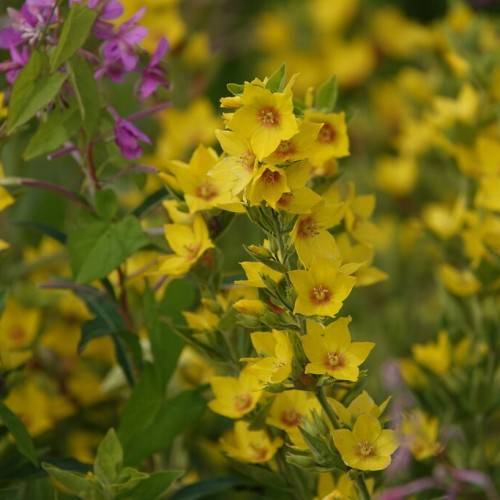 clusters of yellow, cup-shaped flowers with brown centers, green, smooth stems, and green leaves
