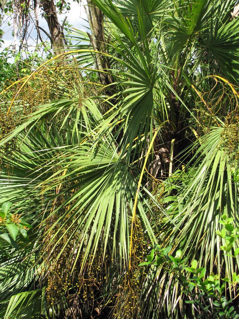 Thick green-yellow leaves on yellow-green stems.