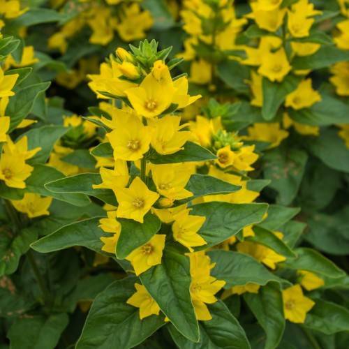 clusters of yellow, cup-shaped, smooth flowers with dark-green, lanceolate leaves