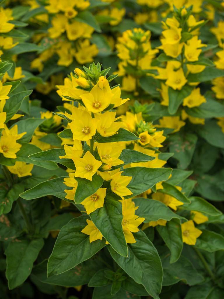 clusters of yellow, cup-shaped, smooth flowers with dark-green, lanceolate leaves