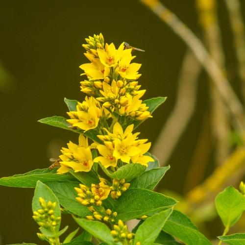 Yellow flower with red center, yellow buds and anthers, green sepals, green leaves, yellow stems, midrib, veins and baldes 