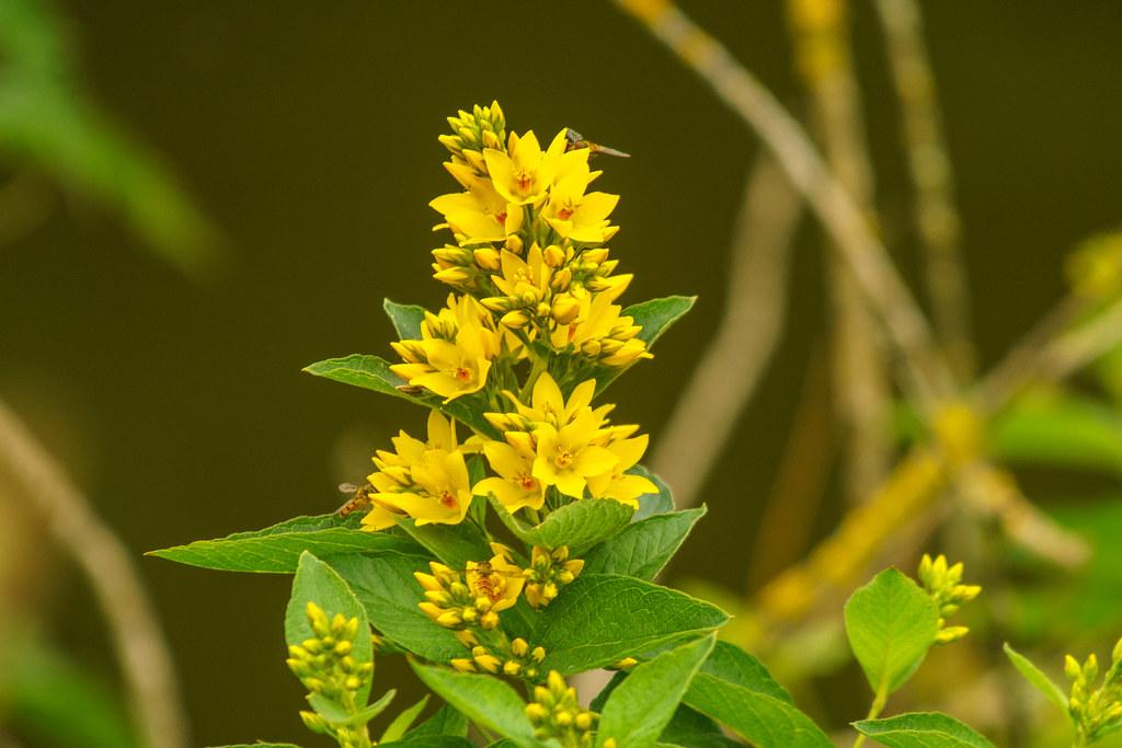 Yellow flower with red center, yellow buds and anthers, green sepals, green leaves, yellow stems, midrib, veins and baldes 