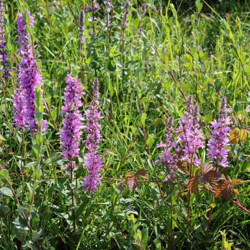 Lavender Flowers with burgundy center, stems and leaves.