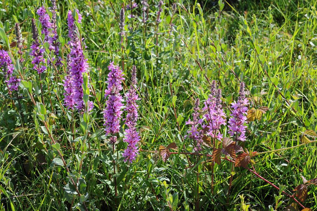 Lavender Flowers with burgundy center, stems and leaves.