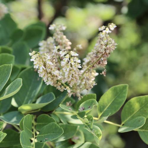 cluster of small, creamy-white flowers in racemes, green, smooth, ovate leaves, and creamy-green stems