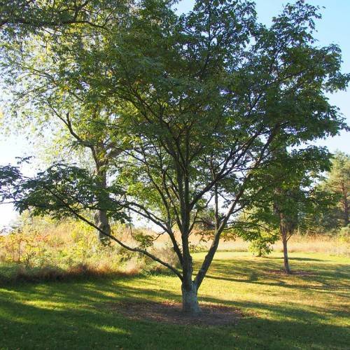 tree with grayish-green bark and rounded, green crown with spreading, gray-green branches