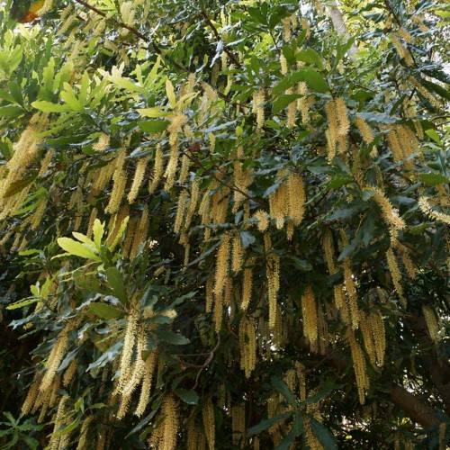 beige racemes-like flowers with shiny, oblong, green leaves and brown, woody stems