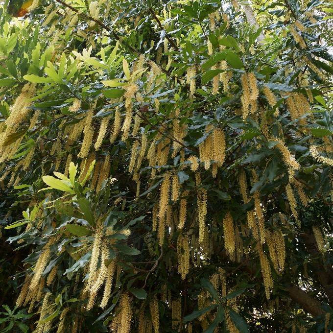 Macadamia integrifolia Image