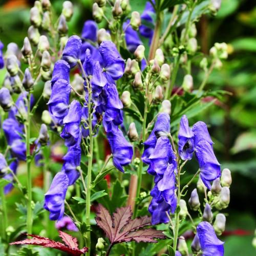 Vibrant purple-blue flowers, little green-white buds, with tiny green leaves growing on green stems.