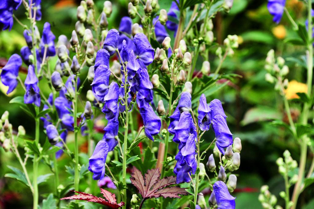 Vibrant purple-blue flowers, little green-white buds, with tiny green leaves growing on green stems. 