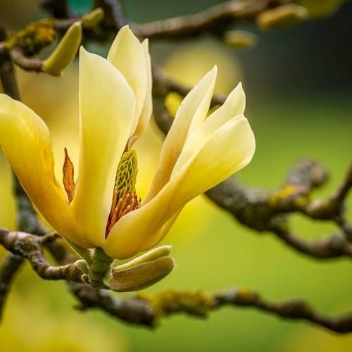 Yellow flowers with stigma, brown-yellow anthers and buds, green petiole, white hair, brown stems