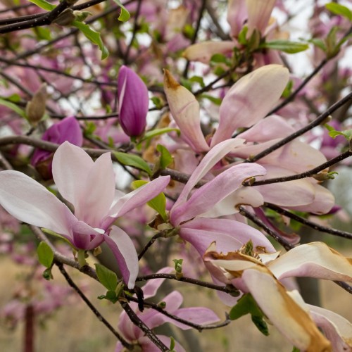Pink-white flower with buds, green leaves and dark-brown stems.