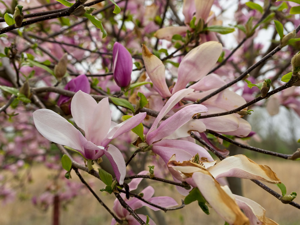 pink-white flowers with blackish-brown, rough stems, and green, small, shiny leaves