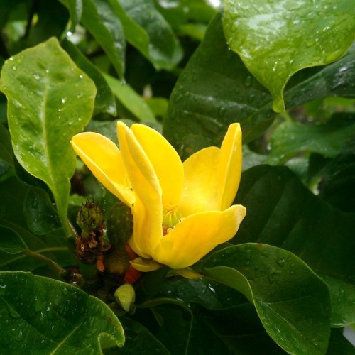 Yellow flower with lime-yellow center, lime buds,  green leaves, yellow midrib veins and blades.