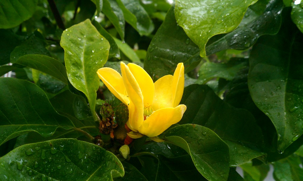 Long dark-green leaves covered by the morning dew and yellow flower in the middle with green twig.