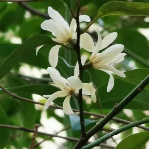 White flowers with dark-green pedicel and stem, green leaves.