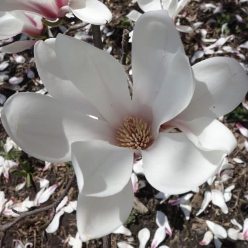 White flower, off-white anthers and anthers